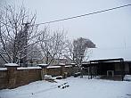 Třibřichy